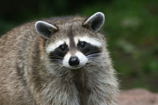 Close-up of a raccoon from the front  Nahaufnahme eines Waschb�ren von vorne 