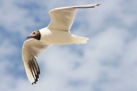 A Close-up of a flying black-headed gull  Eine Nahaufnahme einer fliegenden Lachm�we