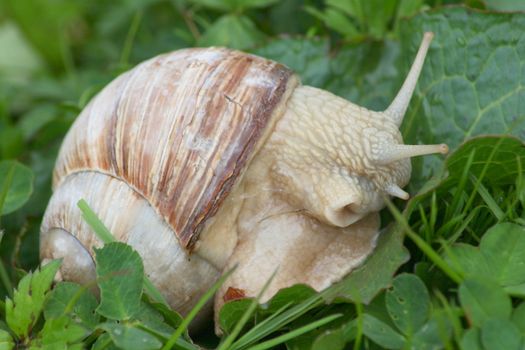 Close-up of a crawling snail (Helix pomatia)  Nahaufnahme einer kriechenden Weinbergschnecke,(Helix pomatia)