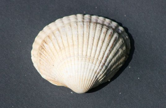 yellow and white striped mussel shell on a black background     gelb wei� gestreifte Muschelschale,auf schwarzem Hintergrund