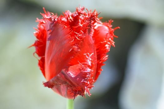 Close up of a red-flowering tulip  Nahaufnahme von einer rotbl�henden Tulpe