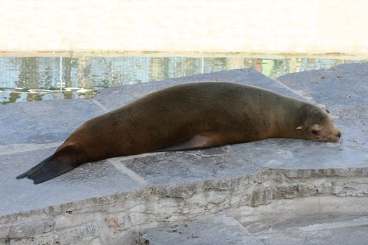 a seal is lying asleep on a rock     ein Seehund liegt schlafend auf einem Felsen