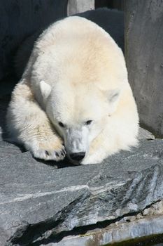 Detail view of a large polar bear  Detailansicht von einem grossen Eisb�ren