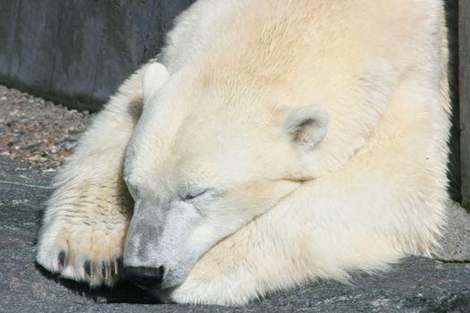 Detail view of a sleeping polar bear  Detailansicht von einem schlafenden Eisb�r