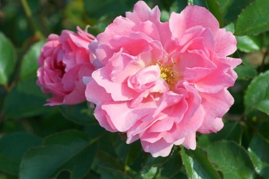 Close-up of a pink rose blossom  Nahaufnahme einer rosafarbenen Rosenbl�te