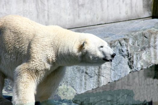 Detail view of a large polar bear       Detailansicht von einem grossen Eisb�ren