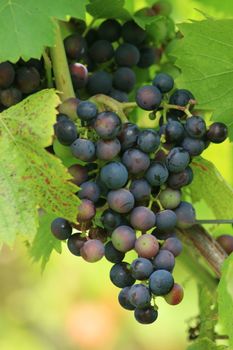 Ripe red grapes hanging on the vine  Reife Rote Weintrauben,am Weinstock h�ngend 
