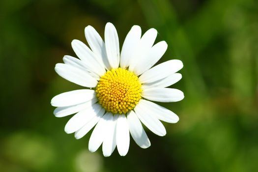 Close-up of a white-flowered daisy  Nahaufnahme einer wei� bl�henden Margerite