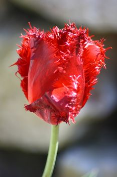 Close up of a red-flowering tulip  Nahaufnahme von einer rotbl�henden Tulpe