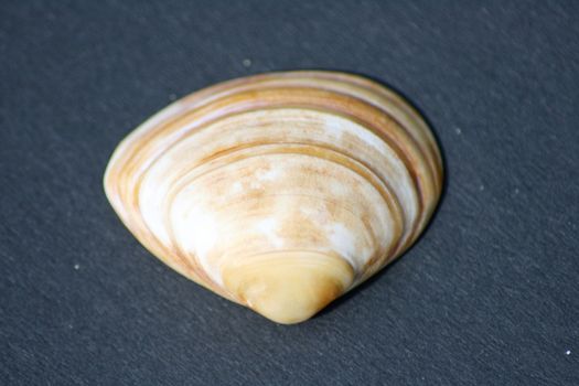 yellow and white striped mussel shell on a black background         gelb wei� gestreifte Muschelschale,auf schwarzem Hintergrund