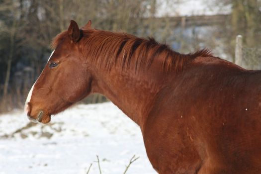 A brown horse in the snow  ein braunes Pferd im Schnee