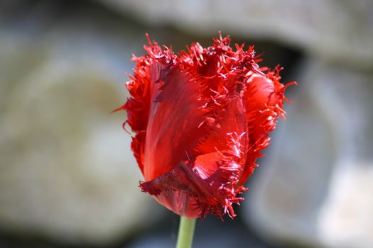Close up of a red-flowering tulip  Nahaufnahme von einer rotbl�henden Tulpe