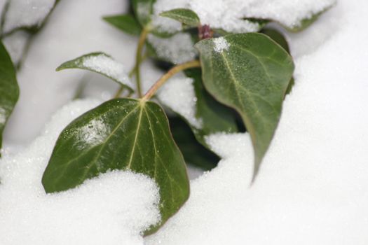 green ivy leaves some in the snow  gr�ne Efeubl�tter teilweise im Schnee