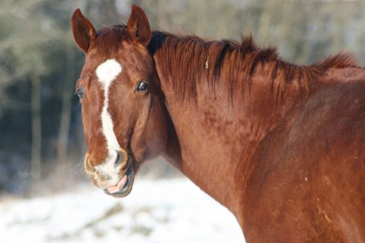View details of a brown horse  Detailansicht eines braunen Pferdes