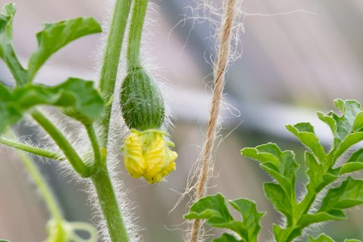 Small ovary of watermelon with a flower in a greenhouse.