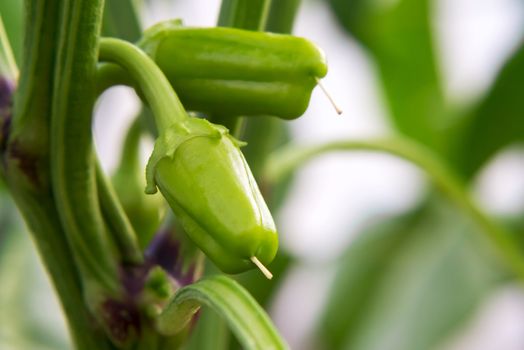 Two small ovaries of sweet pepper growing in a greenhouse close-up .