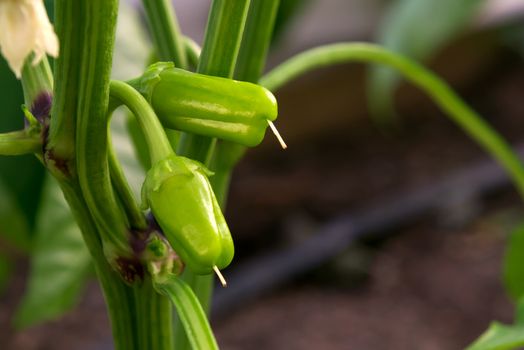 Two small ovaries of sweet pepper growing in a greenhouse close-up .