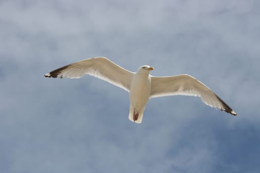 Close-up of a flying gull, with blue sky background  Nahaufnahme einer fliegenden Silberm�we,mit blauem Himmel im Hintergrund