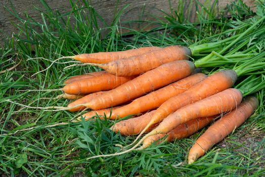 Bunch of fresh carrots with tops on the grass next to the garden bed.