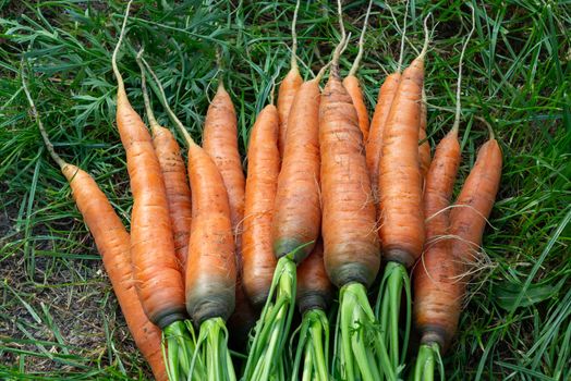 Bunch of fresh carrots with tops on the grass next to the garden bed.