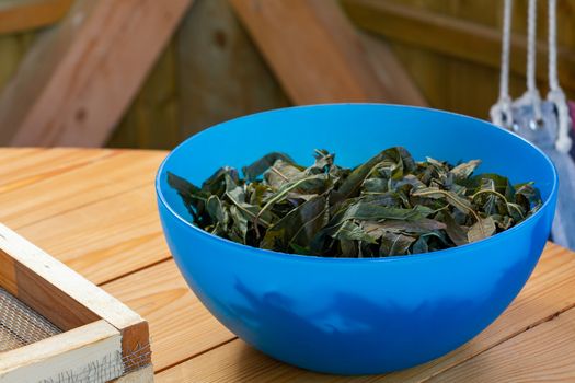 Process of making tea from blooming Sally known as Russian Ivan tea or Koporye tea, leaf fermentation.