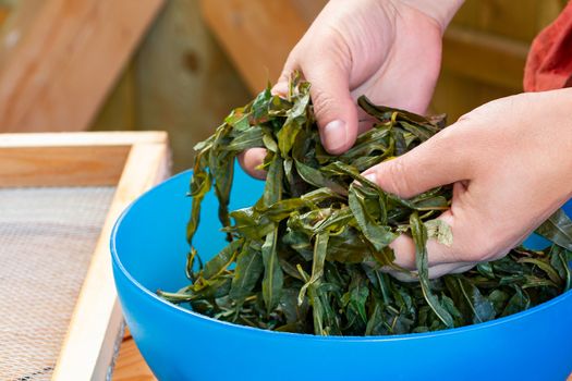 Process of making tea from blooming Sally known as Russian Ivan tea or Koporye tea, preparing leaves for fermentation.