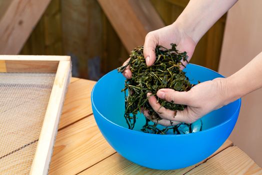 Process of making tea from blooming Sally known as Russian Ivan tea or Koporye tea, preparing leaves for fermentation.