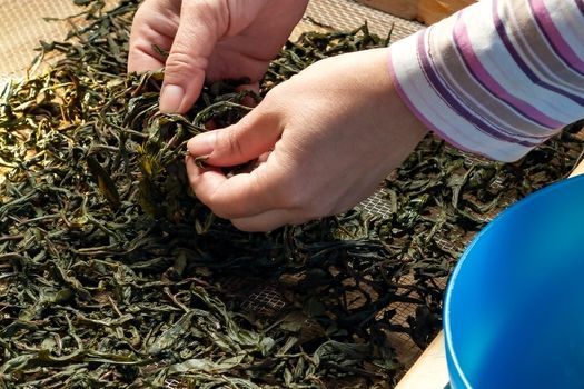 Process of making tea from blooming Sally known as Russian Ivan tea or Koporye tea, preparing leaves for fermentation, preparing leaves for drying.