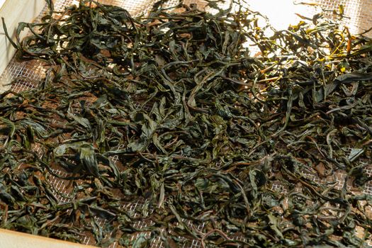 Process of making tea from blooming Sally known as Russian Ivan tea or Koporye tea, preparing leaves for fermentation, preparing leaves for drying.