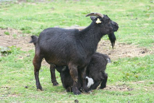 Black goats, a nut with cub  Schwarze Zwergziegen,eine Mutter mit Jungtier