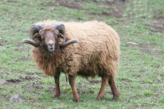 Beautiful rare breed of sheep ram Skudde (Ovis ammon f. Aries)  Sch�ner Widder der Seltenen Schafrasse Skudde,(Ovis ammon f. aries)