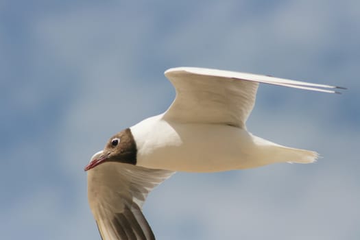A Close-up of a flying black-headed gull  Eine Nahaufnahme einer fliegenden Lachm�we