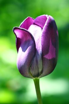 Close-up of a purple flowering tulip  nahaufnahme einer Lila bl�henden Tulpe