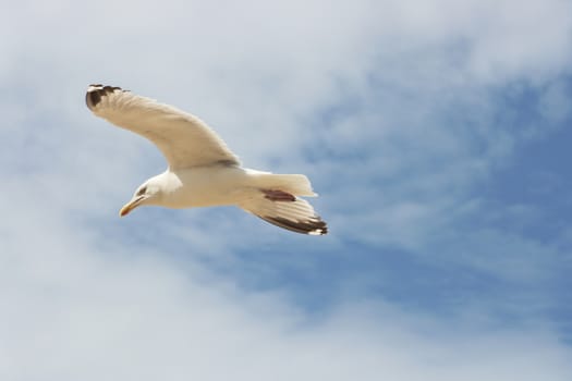 Close-up of a flying gull, with blue sky background  Nahaufnahme einer fliegenden Silberm�we,mit blauem Himmel im Hintergrunde Silberm�we  flying gull  (Larus argentatus)