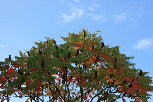 Autumn stag-horn sumac "Rhus hirta", with blue sky background    Herbstlicher Essigbaum "Rhus hirta",mit blauem Himmel im Hintergrund