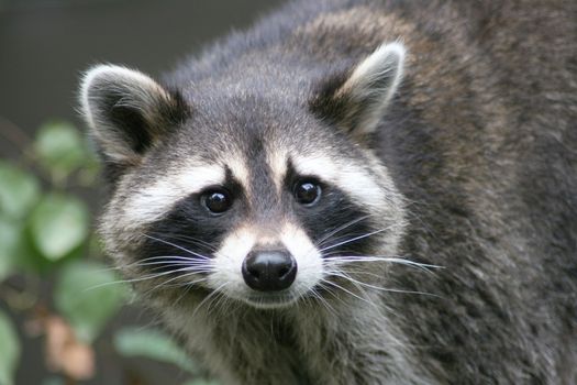Close-up of a raccoon from the front  Nahaufnahme eines Waschb�ren von vorne