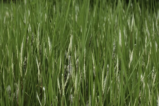 Lush grassland field full frame close-up, South Africa