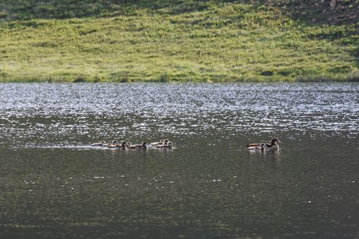 Freshwater lake scene with flock of egyptian geese at dawn (Alopochen aegyptiaca), Dullstroom, South Africa