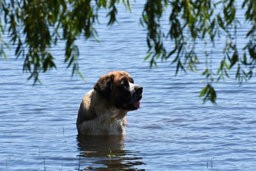 Large st bernard dog swimming in a freshwater lake during summer, Dullstroom, South Africa