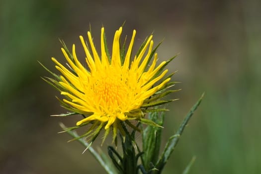 A wild yellow thistle flower head blossom and stem in defocused grassland (Berkheya echinacea), Limpopo, South Africa