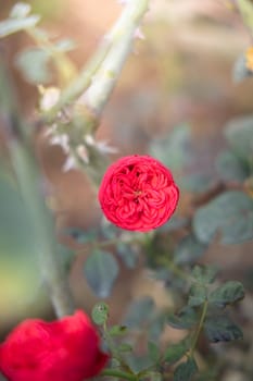 Roses in the garden, Roses are beautiful with a beautiful sunny day.