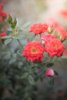 Roses in the garden, Roses are beautiful with a beautiful sunny day.