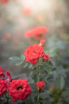 Roses in the garden, Roses are beautiful with a beautiful sunny day.