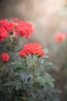 Roses in the garden, Roses are beautiful with a beautiful sunny day.