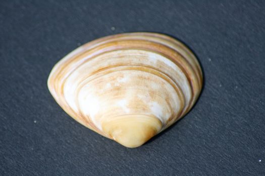 yellow and white striped mussel shell on a black background