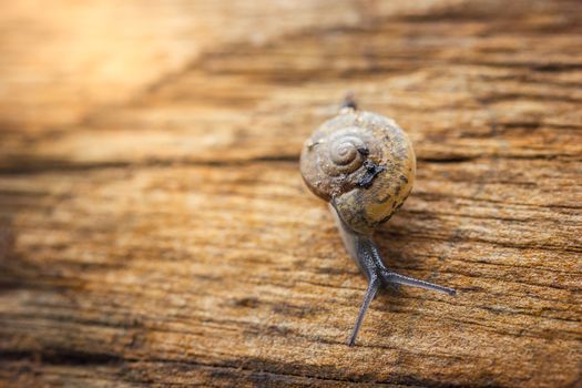 Snail waking on dry wood in rainy season and morning sunlight. Closeup and copy space for text.