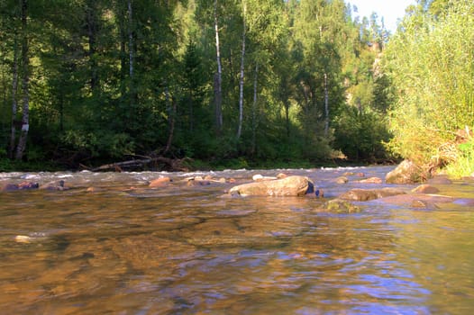 A rocky mountain river flowing through a morning forest. Altai, Siberia, Russia.