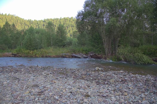 A rocky mountain river flowing through a morning forest. Altai, Siberia, Russia.