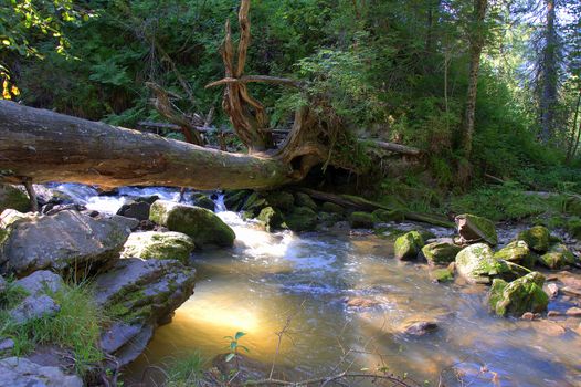 The trunk of a dumped tree is like a bridge looming over a mountain river. Tenevek River, Third River, Altai, Siberia, Russia.