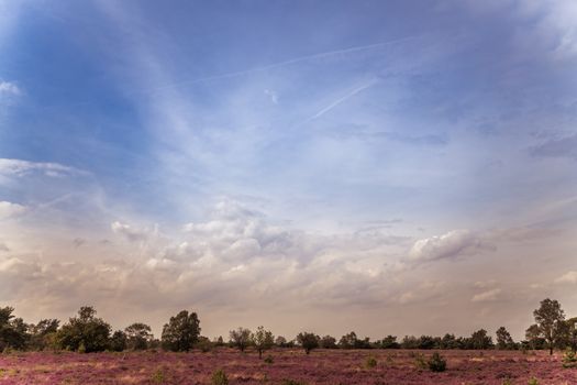 because of the rain, a beautiful purple heather field has blossomed on the Veluwe in the Netherlands